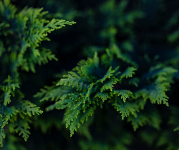 Why We Use Cedar for Our Outdoor Cat Houses (And Why It Matters for Your Cats)