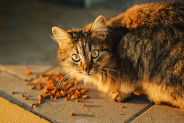 5 Smart Ways to Save Money on Cat Food (Without Compromising Quality)