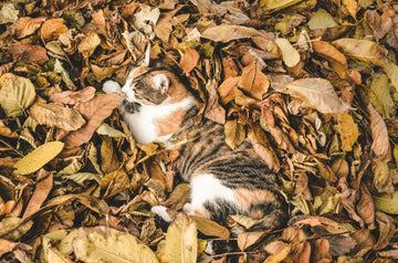 How to Keep Outdoor Cats Safe: Essential Tips for Pet & Feral Cats