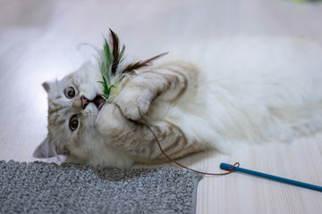 How to Boost Your Cat’s Immune System Naturally