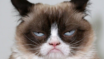 POP QUIZ! What are the cats 'Unsinkable Sam' & 'Hamilton the Hipster' Famous For?