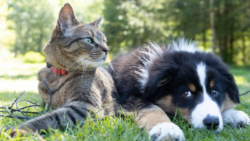 Paws in the Park: Community Events for Feral Cat Awareness