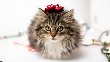 A Purr-fect Start to the New Year—Celebrating with Your Cat