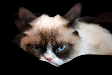 The Legendary Grumpy Cat: From Feline Dwarfism To Internet Stardom