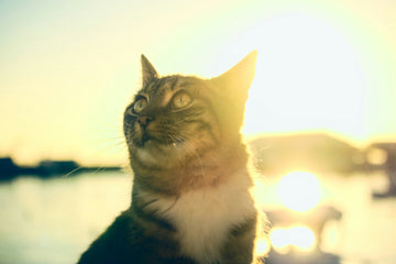 The Essential Summer Cat House Guide: Build a Cooler Shelter for Your Outdoor Cats