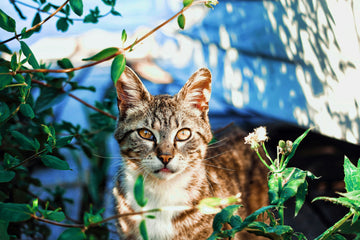 Your FAQ Guide to Outdoor Cat Care