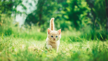 How Outdoor Time Benefits Your Cats' Mental & Physical Health