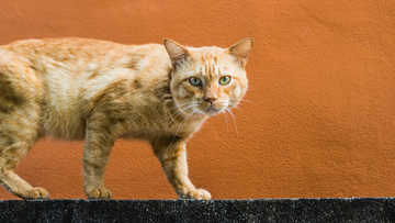 Feral Cats: 20 Intriguing Facts & Captivating Personalities (Part 2)