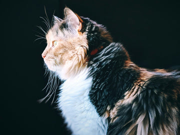 7 Tips for First-Time Feral Cat Owners