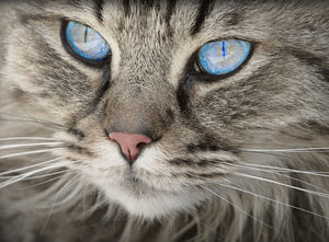 What if your next life upgrade came from your cat?