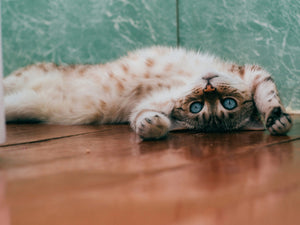 Feline Acne: Causes, Treatment, & Prevention