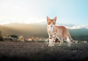 Essential Tips for Keeping Your Cat Fit & Healthy in 2024