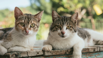 Feral Cats: Guardians of the Night