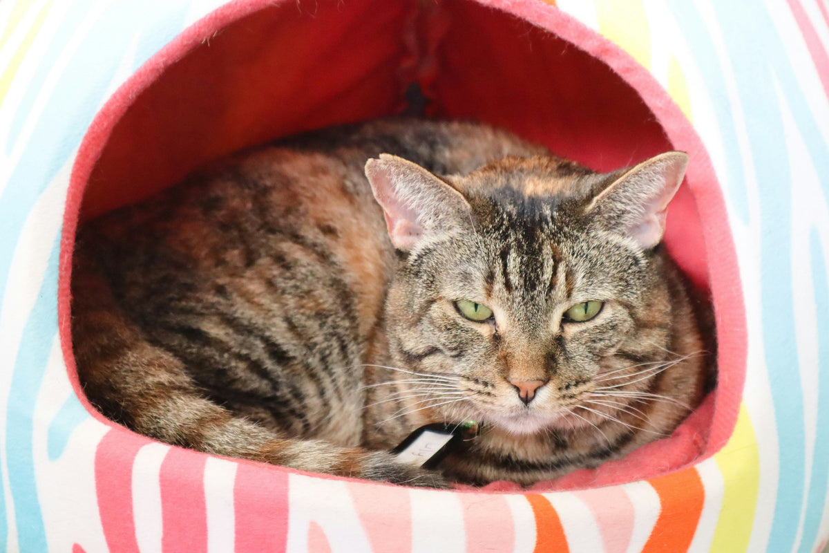 10 Clever Cat Hacks Every Outdoor and Feral Cat Parent Should Know ...