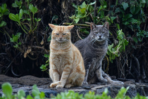 Feral Cats: The Most Misunderstood Members of the Cat Family