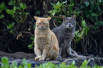 Feral Cats: The Most Misunderstood Members of the Cat Family