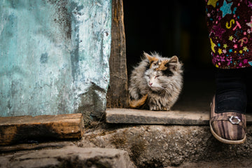 Feeding Feral Cats: Everything You Need To Know