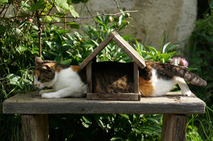 The Benefits Of Providing Outdoor Cats With Shelter, Food Stations, & Fresh Water