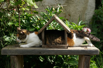 The Benefits Of Providing Outdoor Cats With Shelter, Food Stations, & Fresh Water